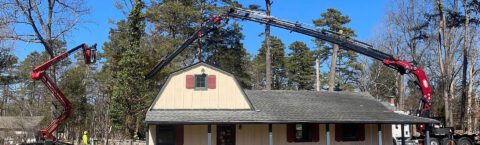 Tree pruning, removal and shaping