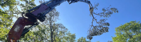 Experience Professional Tree Surgeons