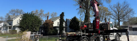 TREE REMOVAL, TRIMMING AND RELATED SERVICES