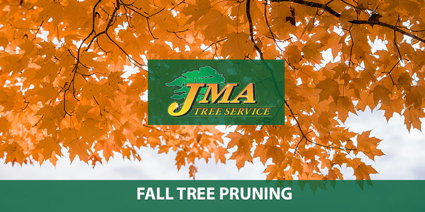 Fall Tree Pruning