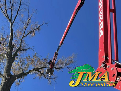 JMA commercial tree removal showing high tree removal