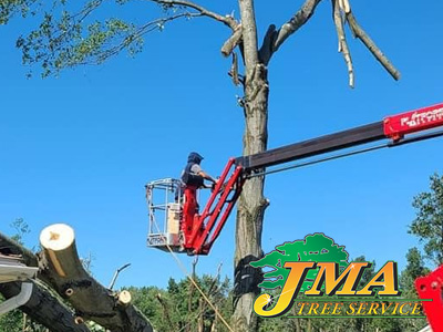 JMA Tree Service workers safely removing a tree