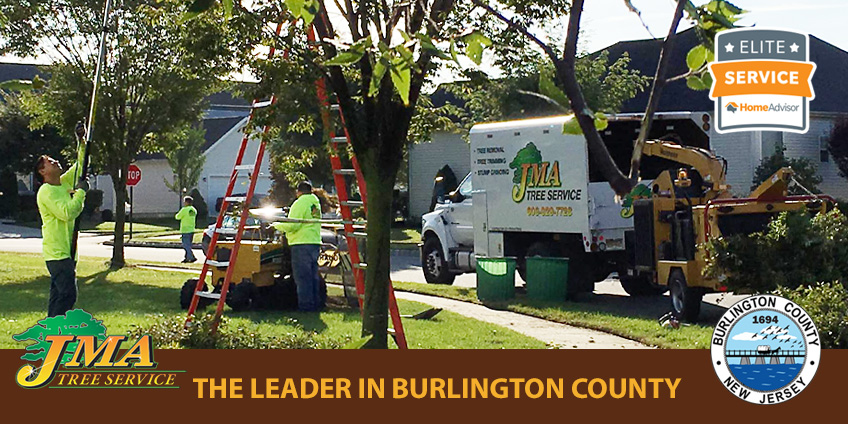 Workers at JMA Tree Service trimming and removing trees in Burlington County