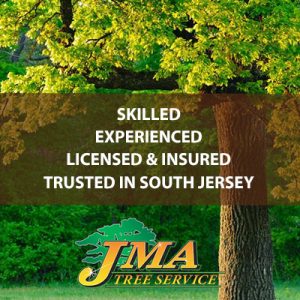 Graphic showing JMA Tree Service Core Qualities