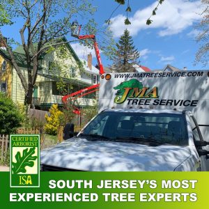 JMA Tree Removal Services South Jersey