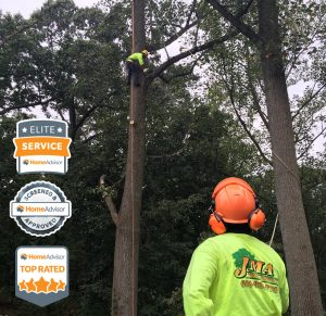 JMA Tree Service HaddonfieldWhat to Expect