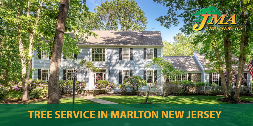 JMA Tree Service in Marlton NJ is Rated #1