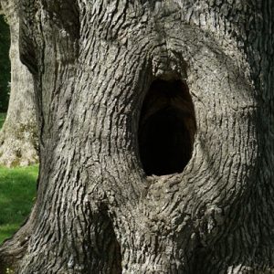 Reason to call a tree company: cavity in tree