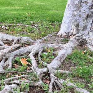 Reasons to call a treee service company exposed roots