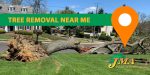 Fallen Tree ready for JMA Tree Removal