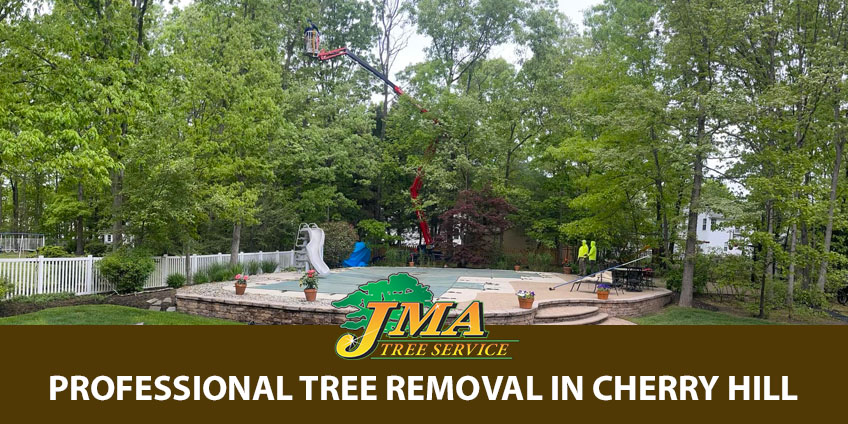 JMA Tree Removal experts removing tree near pool