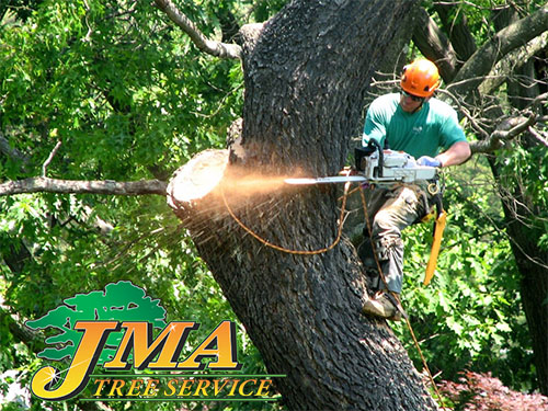 Tree Service Peace of Mind
