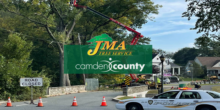 JMA Tree Service trimming trees in Camden County