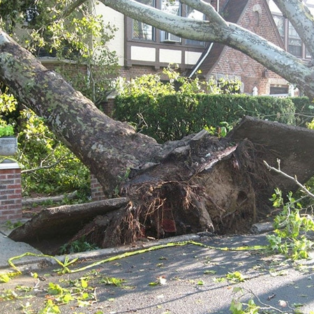 Image showing fallen tree on house