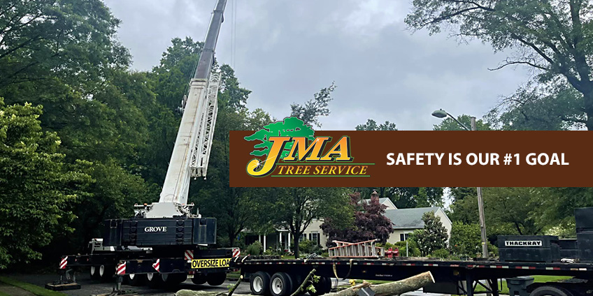 Tree being removed safely by JMA Tree Service