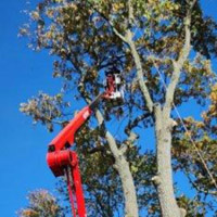 JMA Tree Service using a tree spider lift