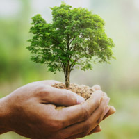Image showing hands holding a tiny tree