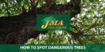 How to Spot Dangerous Trees