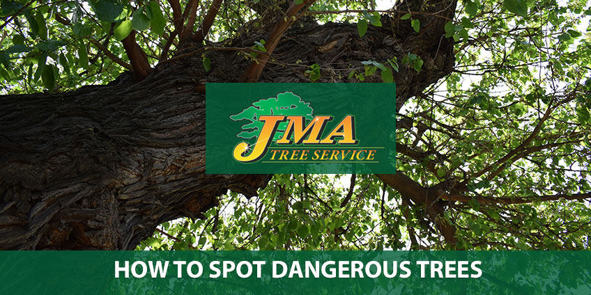 How to Spot Dangerous Trees