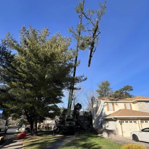 Large tree being lifted by a JMA crane in South Jersey